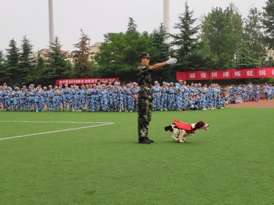搜救犬训练表演 搜救犬训练表演